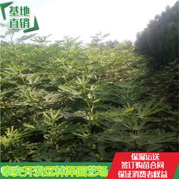 陕西紫果无花果苗全国出售