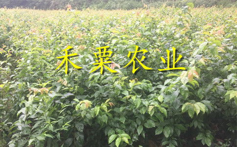 【湖南衡阳李子苗供应商__投产快李子树苗产地直销。】- 