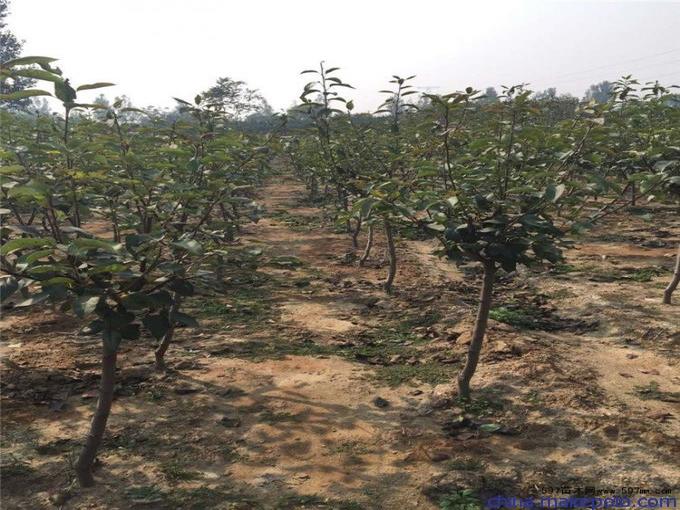 陕西八月红梨种苗基地6