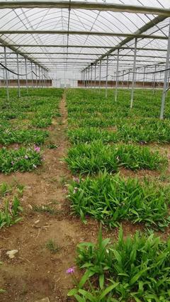 [三叉白芨种苗批发]陕西商洛商州区白芨种苗 9.80元/件样品通 _ 一亩田