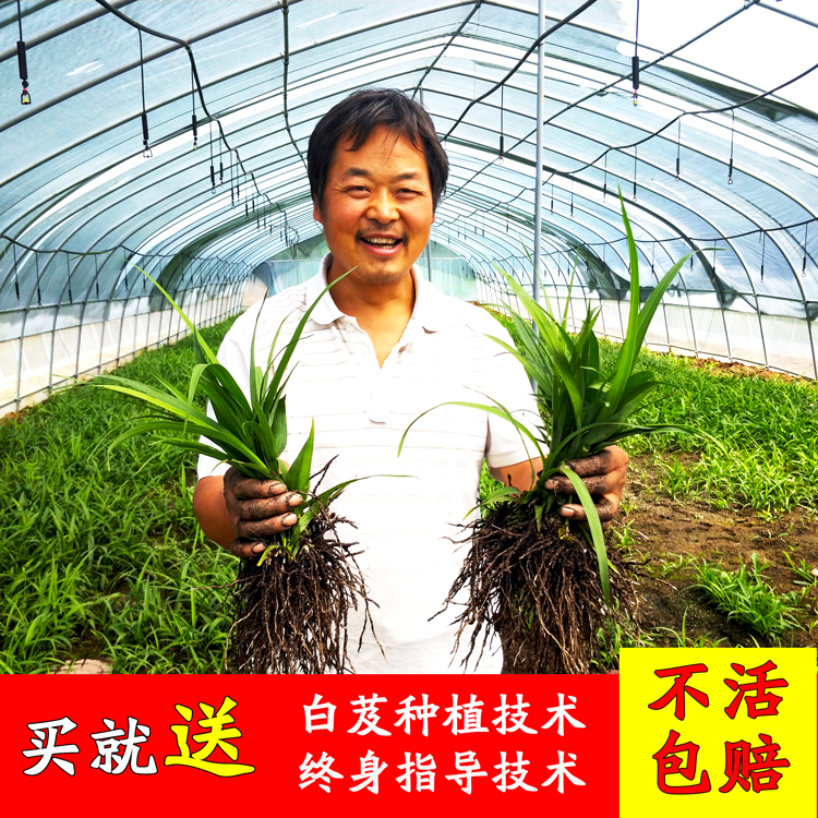 【1000颗】陕西秦岭白芨种苗鲜活药材种苗紫花三叉白芨种白及苗①