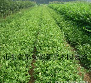 陕西花椒苗 大棚香椿苗 大红袍花椒种苗 陕西优质花椒树苗木