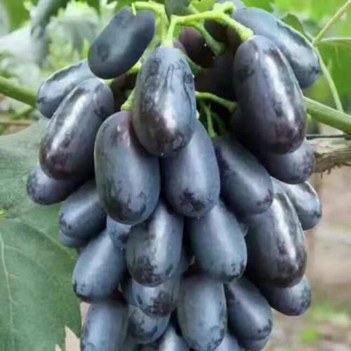 【陕西克伦生葡萄苗育苗基地】-
