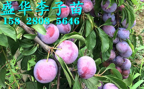 【秦地陕西脆红李苗基地直销,汉中安康商洛、宝鸡西安渭南脆红李树苗价格厂家报价。】-