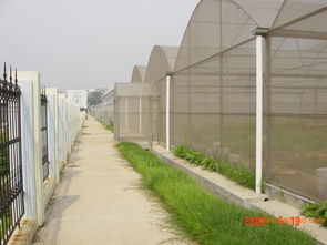 智能连栋温室 寿光蔬菜大棚建设 钢架冬暖式蔬菜大棚建造 爱农,智能连栋温室 寿光蔬菜大棚建设 钢架冬暖式蔬菜大棚建造 爱农生产厂家,智能连栋温室 寿光蔬菜大棚建设