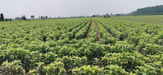板蓝根种苗基地批发 陕西板蓝根种苗哪里有卖