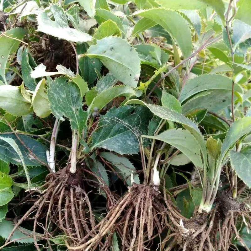 陕西秦岭苍术种苗野生苍术苗子北苍术种子黑苍术带朱砂点儿