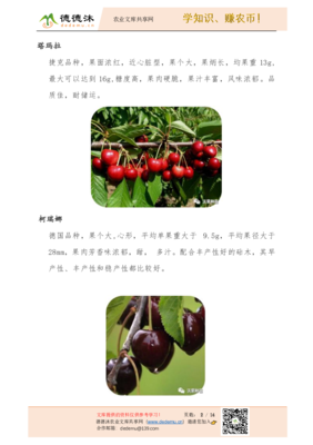 陕西沃果车厘子种苗品种简介
