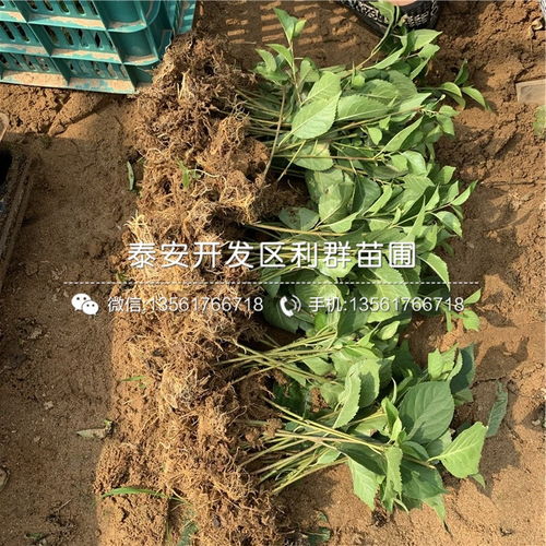 福星樱桃树苗 山东福星樱桃树苗 福星樱桃树苗价格