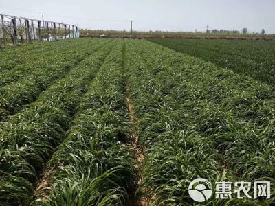 陕西大荔沙苑黄花菜种苗 产地直销