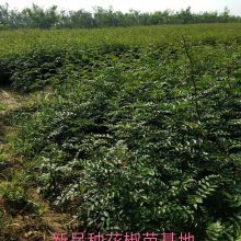 陕西畜禽种苗品牌大全