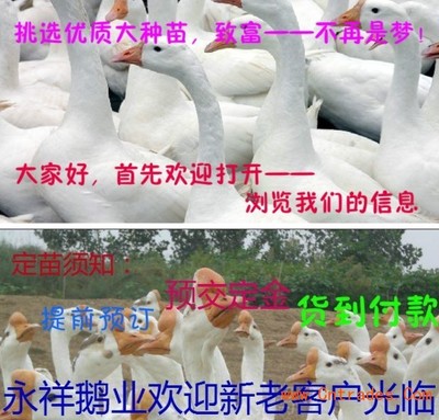 广东鹅苗价格 镇江鹅苗价格