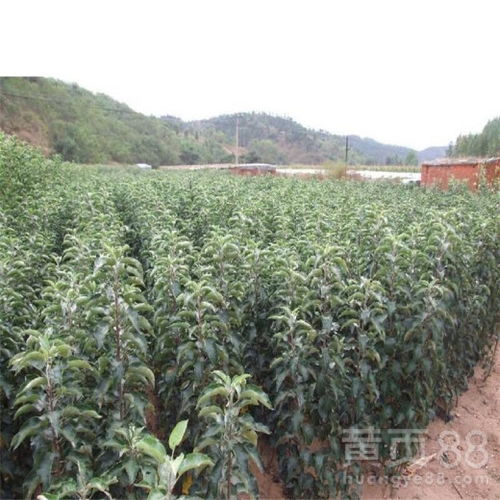 【热点资讯陕西3公分烟富10号苹果苗怎么管理】- 