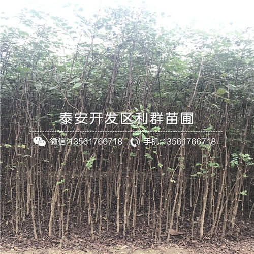 花椒树苗 花椒树苗价格 花椒树苗批发