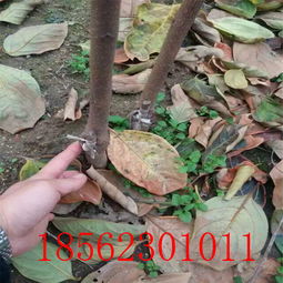 【陕西黑柿子树苗供货商】- 