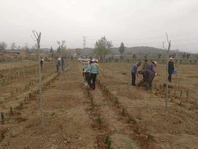 黑格斯曼地亚红豆杉母本种植技术