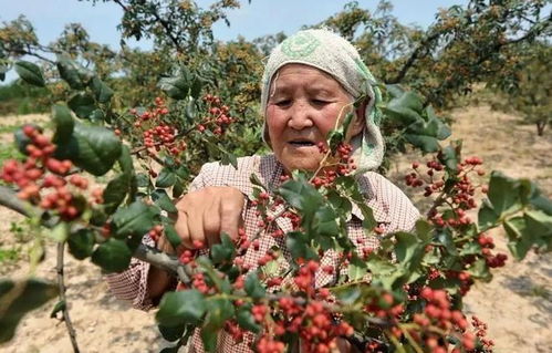 全国哪的花椒最正宗 经过对比,这5个地方名气最大,有你家乡吗
