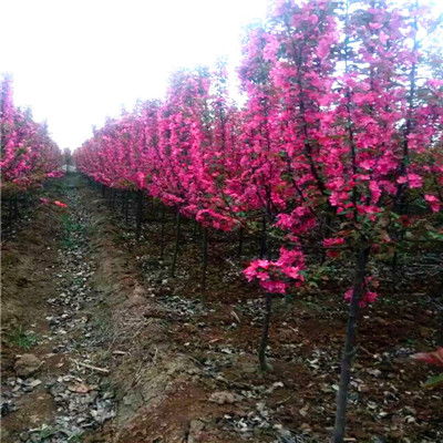 拨打 陕西北美海棠树苗 周至杨凌苗圃基地 裕盛裕森苗圃