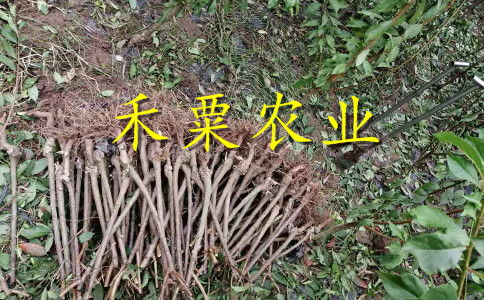 【2020汉中晚熟李子苗二年价格。陕西地区李子苗种苗研究基地。】- 