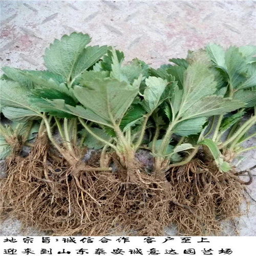 基地培育圣诞红草莓种苗,陕西西安圣诞红草莓种苗