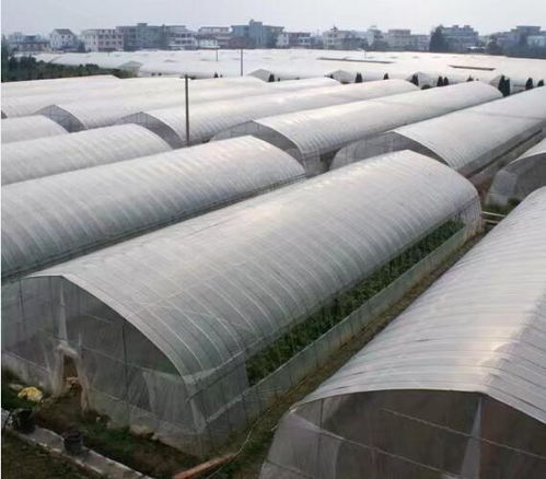 长垣养殖大棚厂来图定制