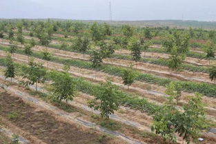 陕西特产 陇州苹果