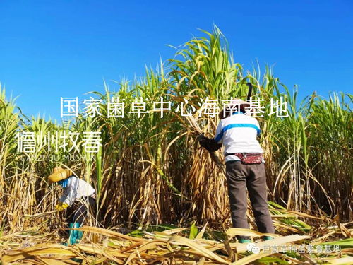 40万亩 5万吨 年终回顾2020年儋州牧春菌草种苗发货现场