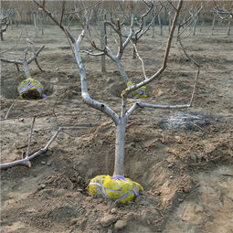 【黑桃苗品种哪里便宜南通油蟠7蟠桃苗】-