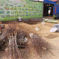 冬枣树苗管理技术 3公分冬枣树 4公分冬枣树价格走势