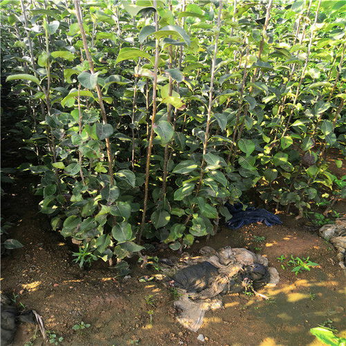 推荐陕西省榆林市5公分梨树3年梨树苗基地价格