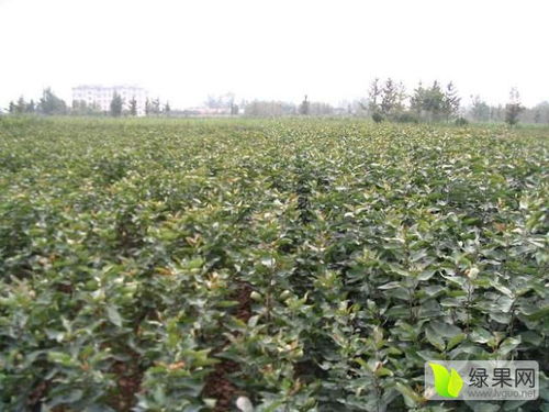 2020桃树苗价格行情走势 中国桃树苗网