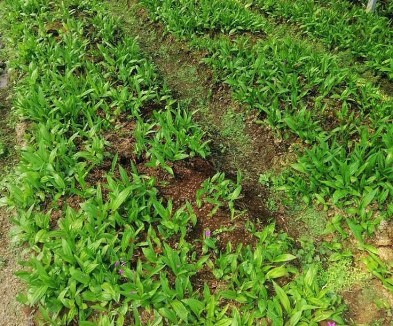 [白芨批发]陕西商洛山阳县白芨 10.00元/斤中药材 白芨种苗 _ 一亩田