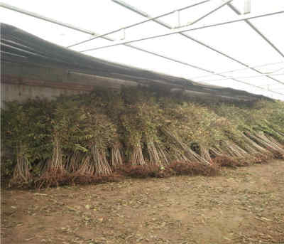 陕西汉中香椿苗产地在哪 新闻 露天香椿树苗多少钱一棵