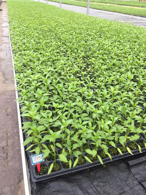 骄傲 和县工厂化育苗上了央视新闻