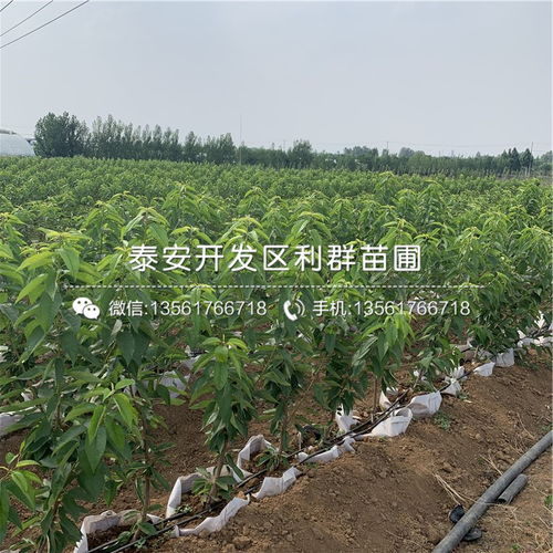 【吉塞拉12号砧木苗、吉塞拉12号砧木苗价钱】- 