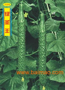 黄瓜种苗 价格 厂家 地址山东省寿光市绿兴种苗发展中心,黄瓜种苗 价格 厂家 地址山东省寿光市绿兴种苗发展中心生产厂家,黄瓜种苗 价格 厂家 地址山东省寿光市绿兴种苗发展中心价格