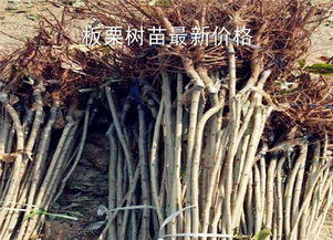 板栗树苗最新价格多少钱一棵 种植几年结果