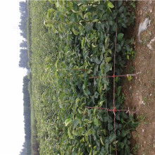 【陕西稣梨袋机】-