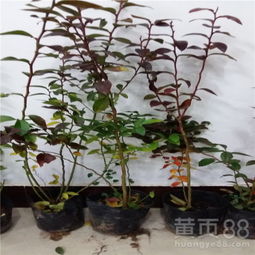 【新疆核桃树苗,陕西核桃树苗,核桃树苗多少钱一棵】- 