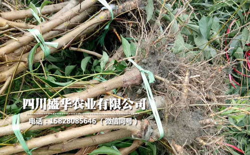 【4年生广西李子苗、4公分广西李子树苗价格与报价】-