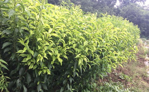 陕西种苗 贵州遵义李子苗供应，离核李子树苗种植几年能挂果