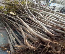 8518核桃树苗价格解析及陕西种苗市场概况