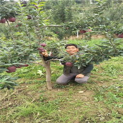 陕西种苗基地引领创新，吉林华玉苹果树苗异地繁育结硕果