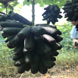 白鸡心葡萄苗专业培育基地在陕西种苗指南