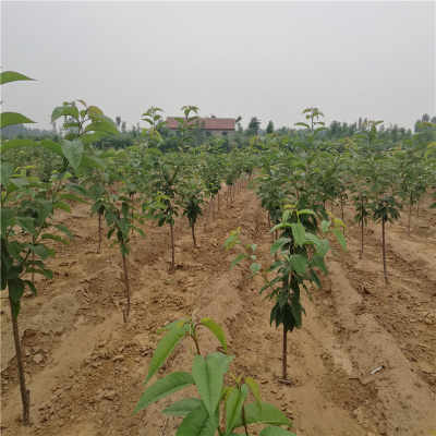 美早樱桃苗价格与陕西种苗批发指南