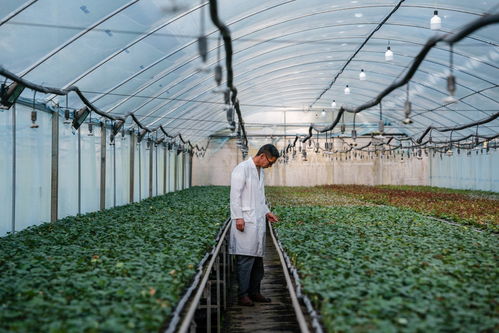 四季中国丨春日里 他们为云南花卉赋予'芯'动能 陕西种苗