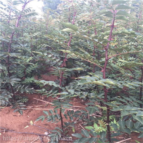 正宗陕西韩城大红袍花椒树苗及狮子头、青花椒苗产地价格与种植指南