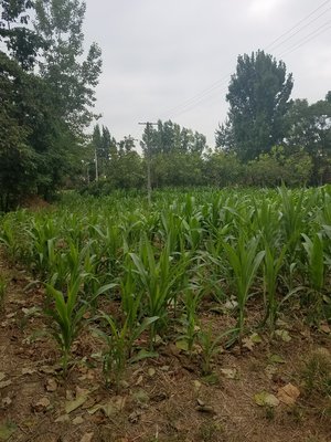 陕西种苗与大地种苗农作物研究所的发展与影响