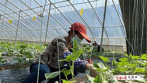 陕西农业示范园 蔬菜轮作一年四季不停歇，种苗引领产业升级