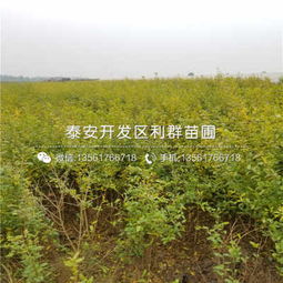 陕西泰山红石榴树苗春季价格及种植指南